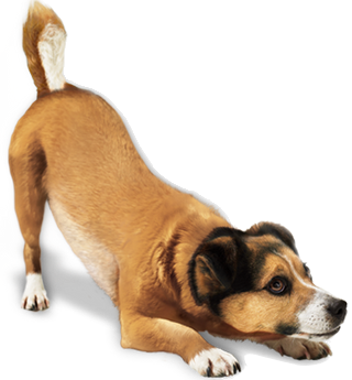 chien-joueur