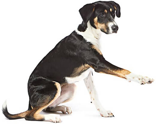 chien-pointer