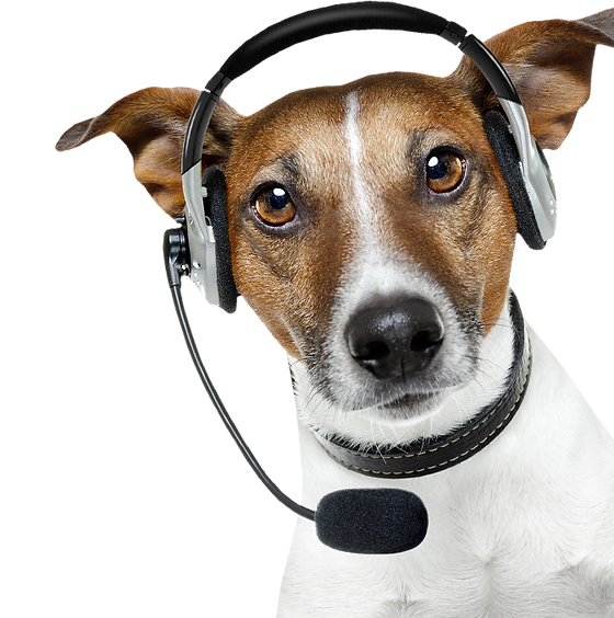 chien_telephone