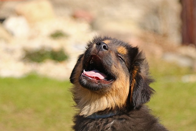 image formation chiots